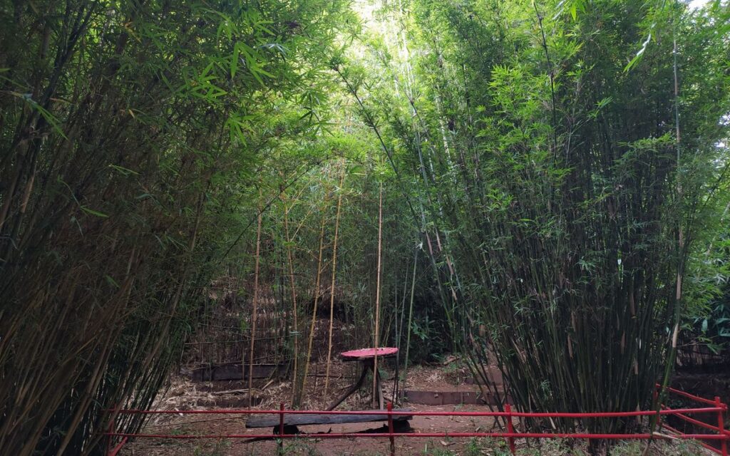 Bamboo Sanctuary Baguio