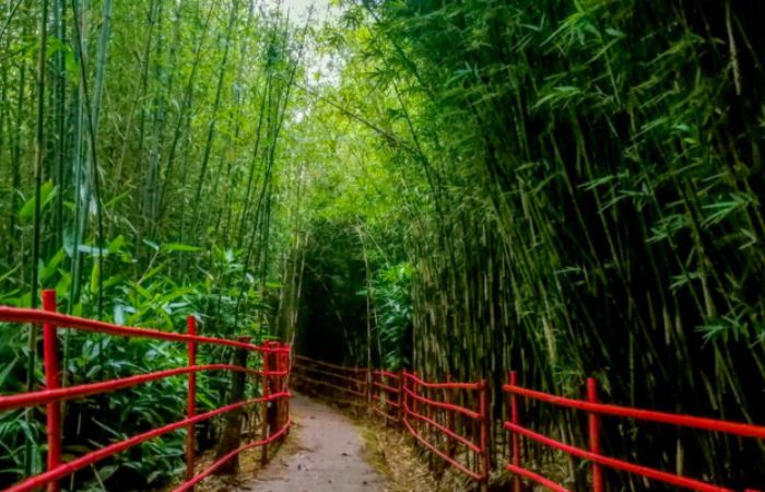 Bamboo Sanctuary