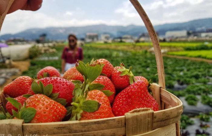 Strawberry Farm Baguio