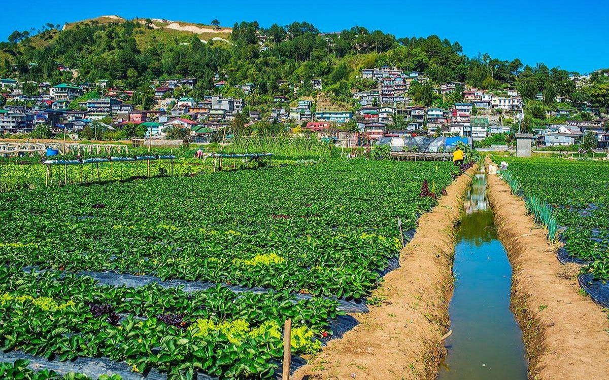 Strawberry Farm Baguio