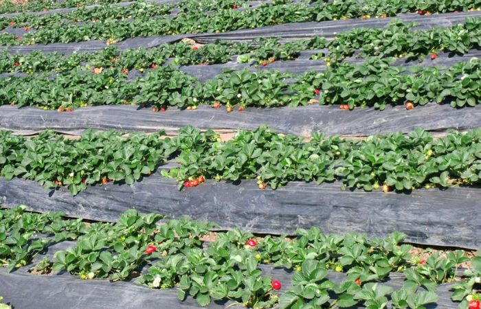 Strawberry Farms