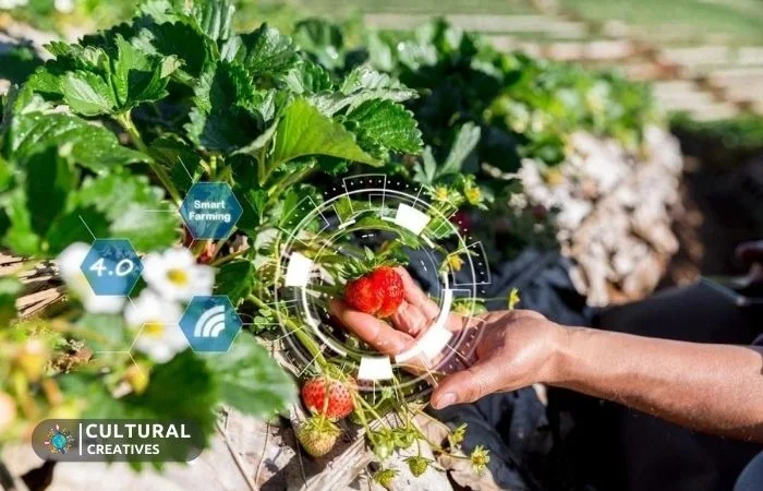 Agricultural Awareness Strawberry Farming