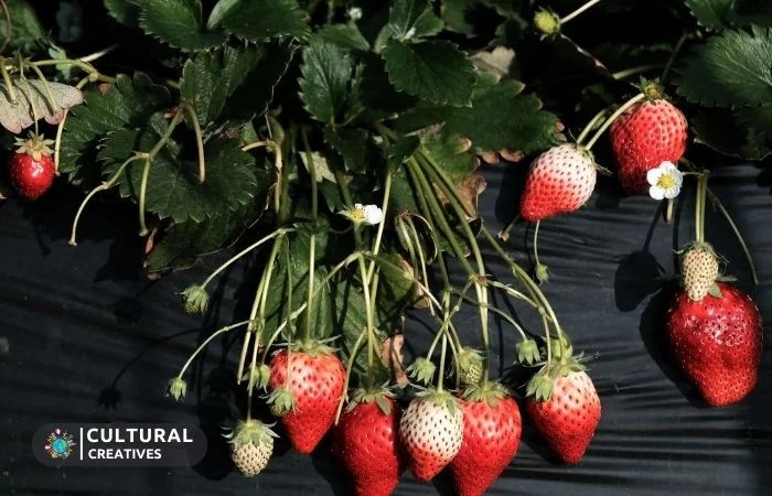 Challenges Facing Strawberry Farmers