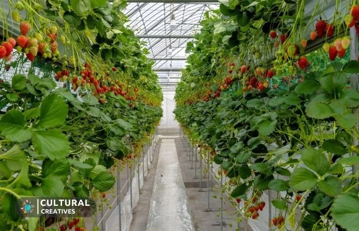 Culture Around Strawberry Farming