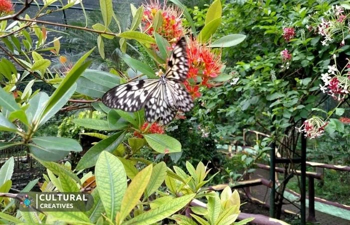 Davao Butterfly House