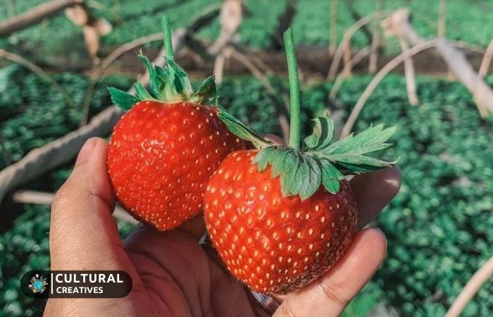 Impact Of The Strawberry Farm