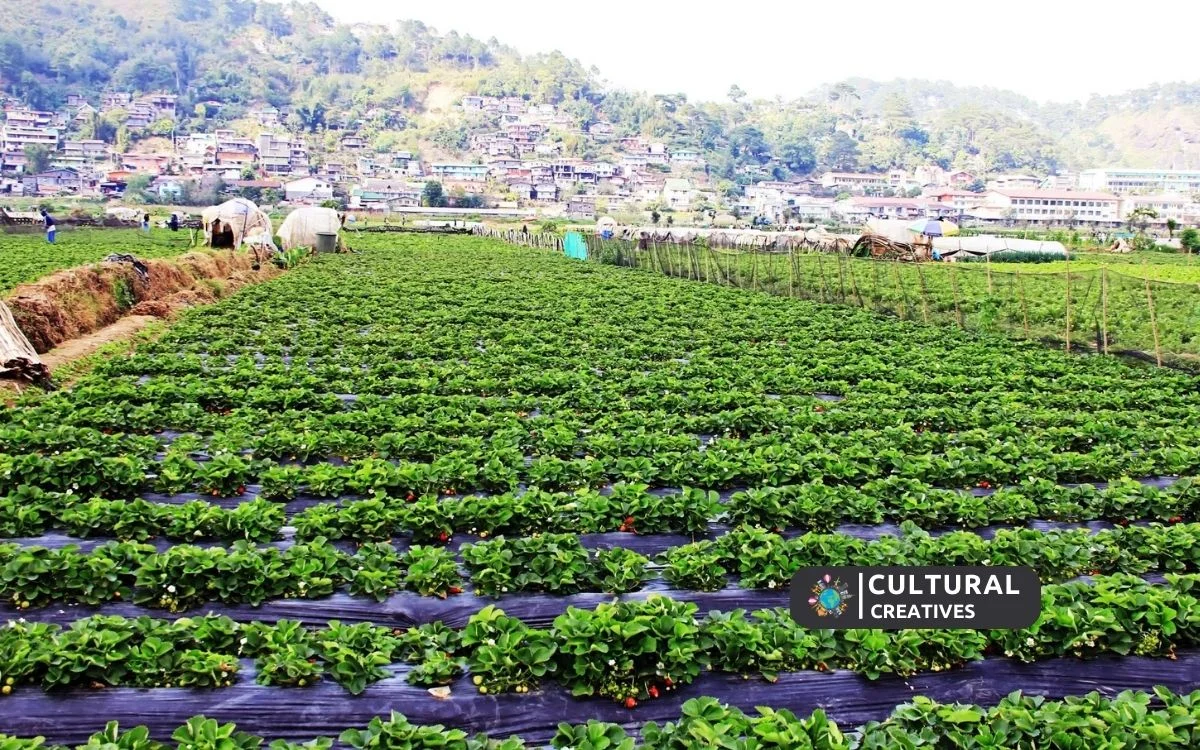 La Trinidad Strawberry Farm