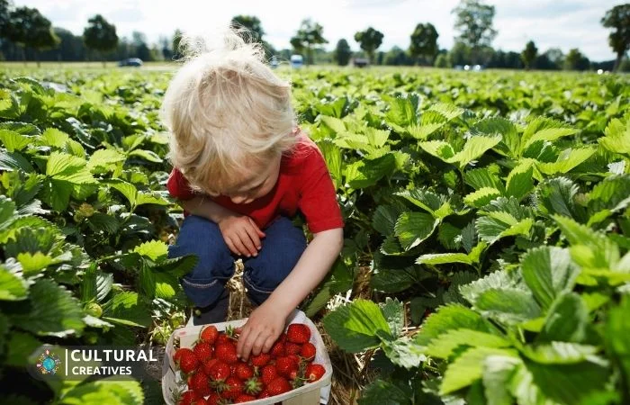 Varieties Of Strawberries