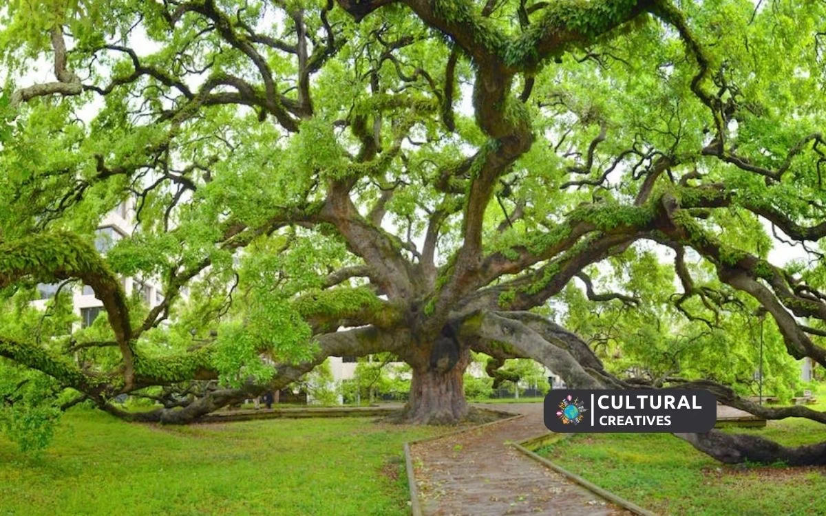 How Old is the Treaty Oak in Jacksonville Florida