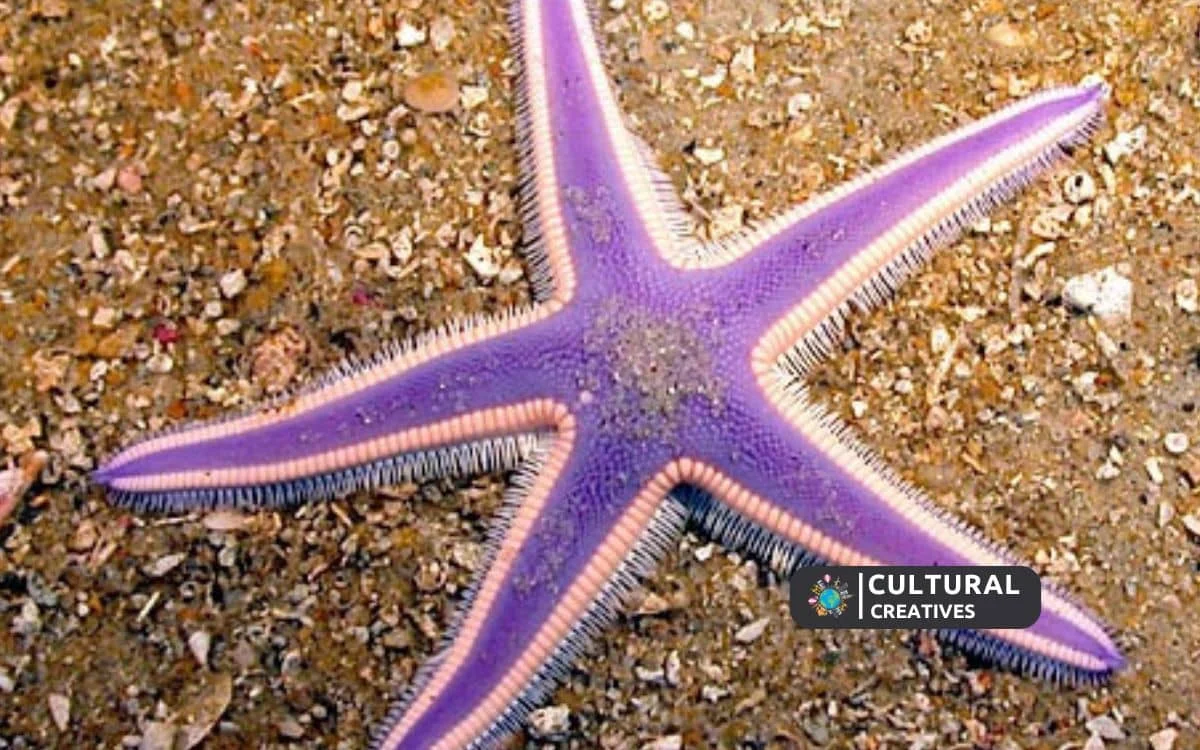 How Many Purple Starfish on Ginger Island
