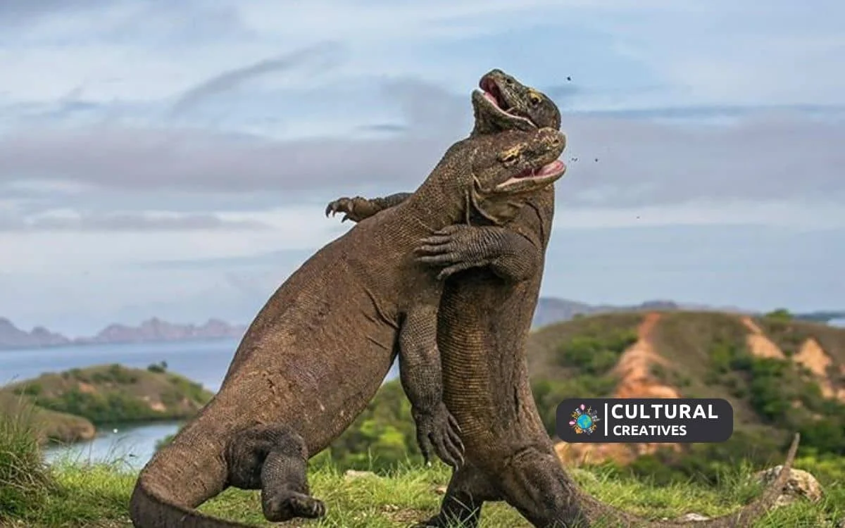 How to Get to Komodo Island