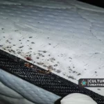 How to Check for Bedbugs in a Hotel