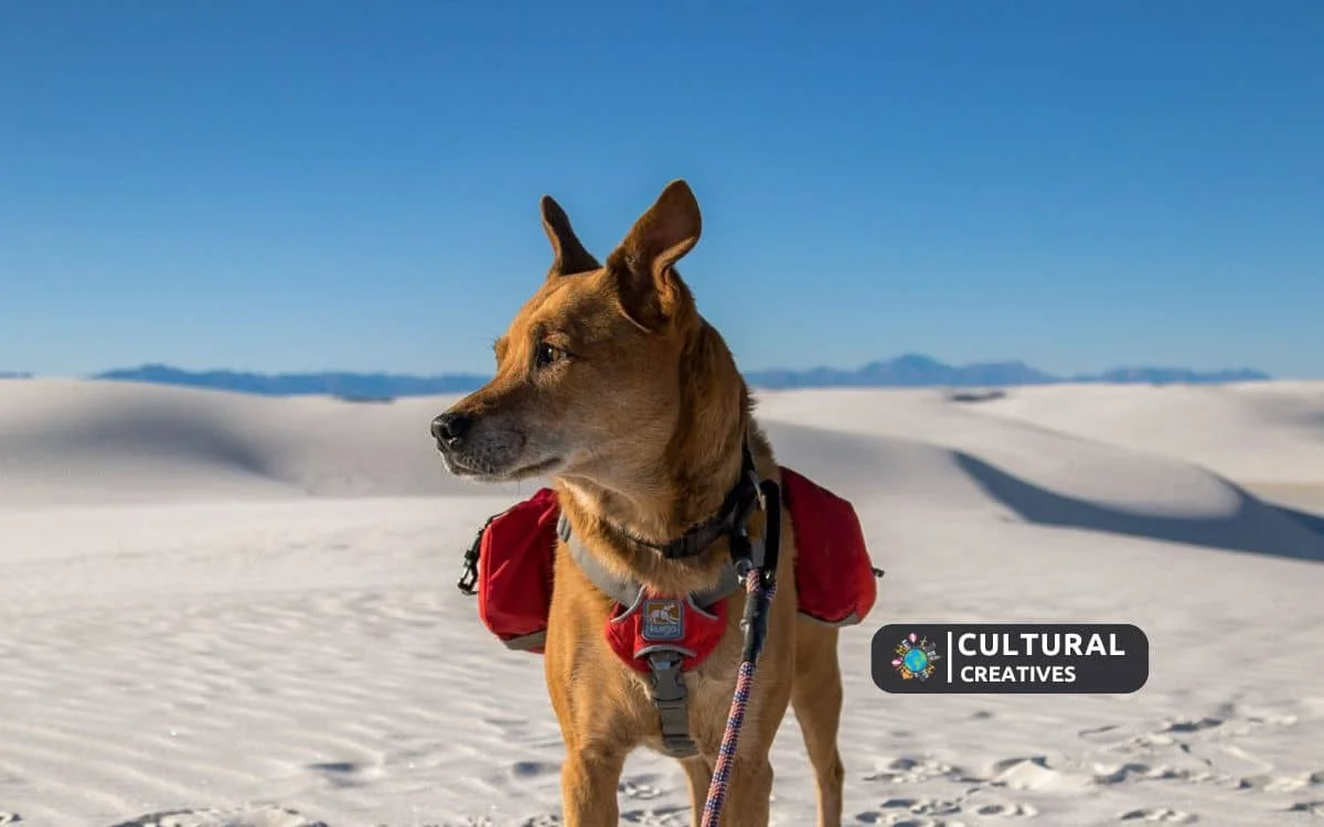 Is White Sands National Park Dog Friendly