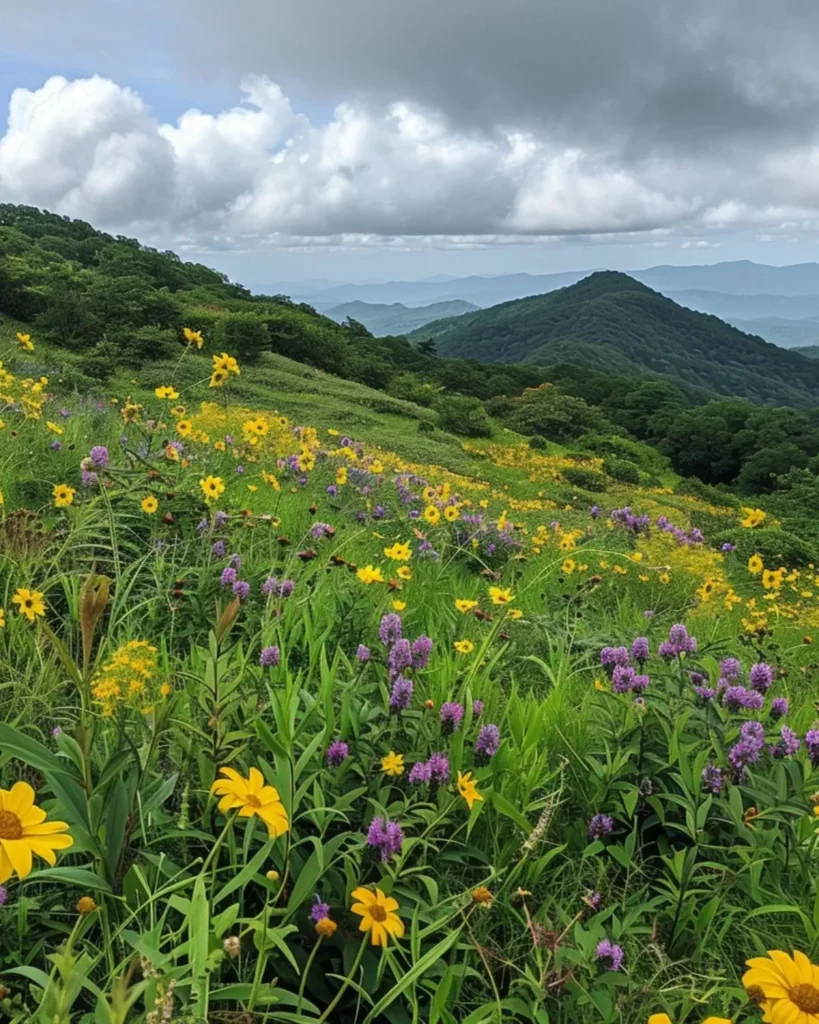 Craggy Gardens, A Blue Ridge Parkway Gem