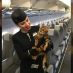 Angel the Cat Takes Flight for Animal Rights