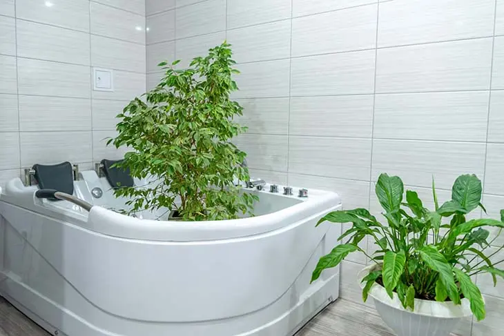 Give your plants a bath