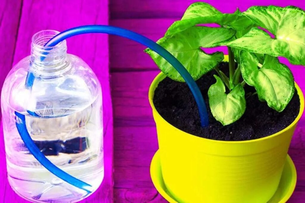 Watering Plants When You're Traveling