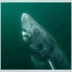 greenland_shark1