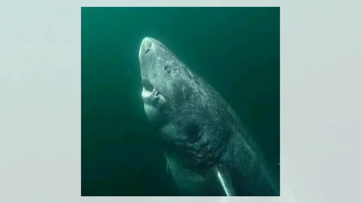 greenland_shark1