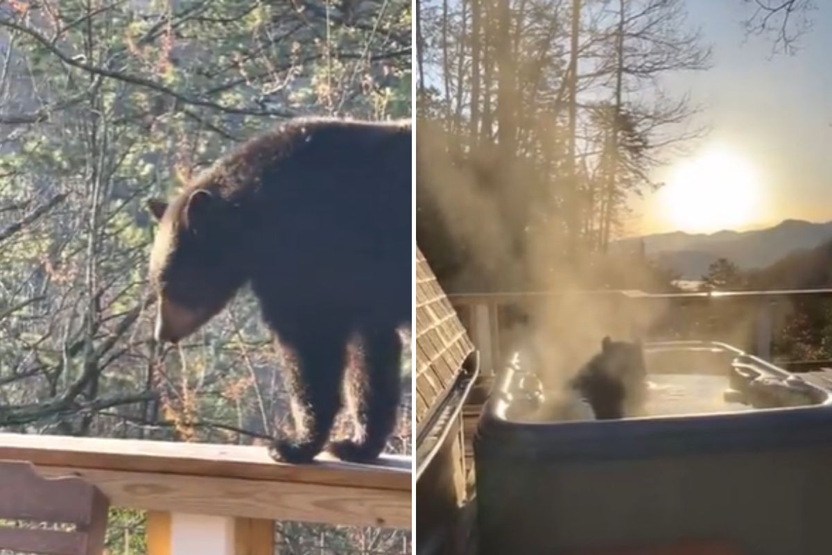 Big Black Bear Relaxes in Hot Tub in Great Smoky Mountains