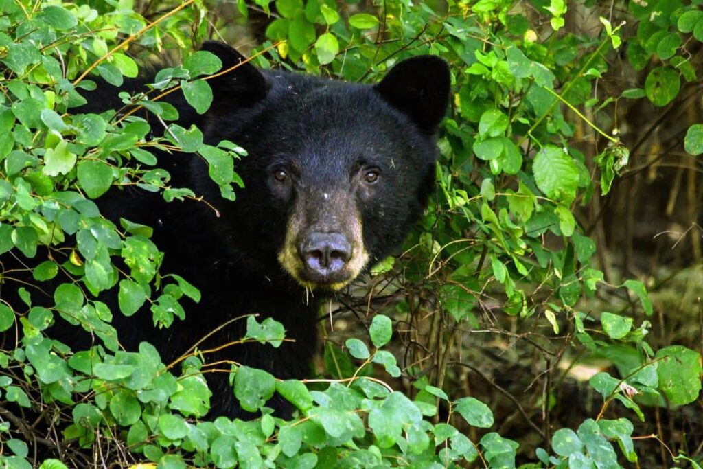 Black Bears