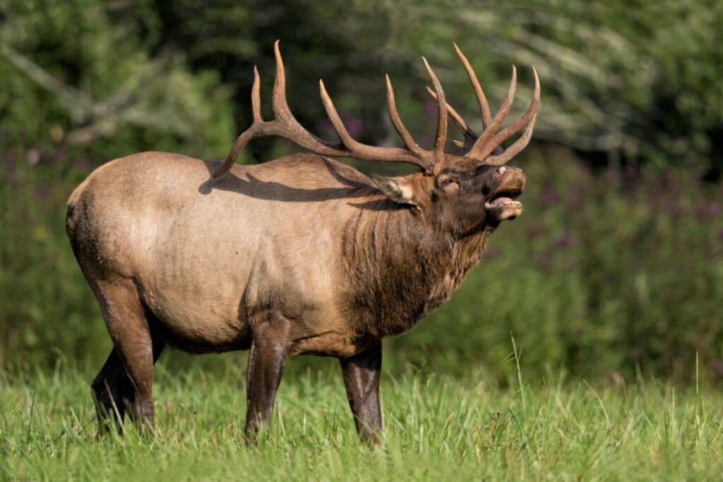 Elk