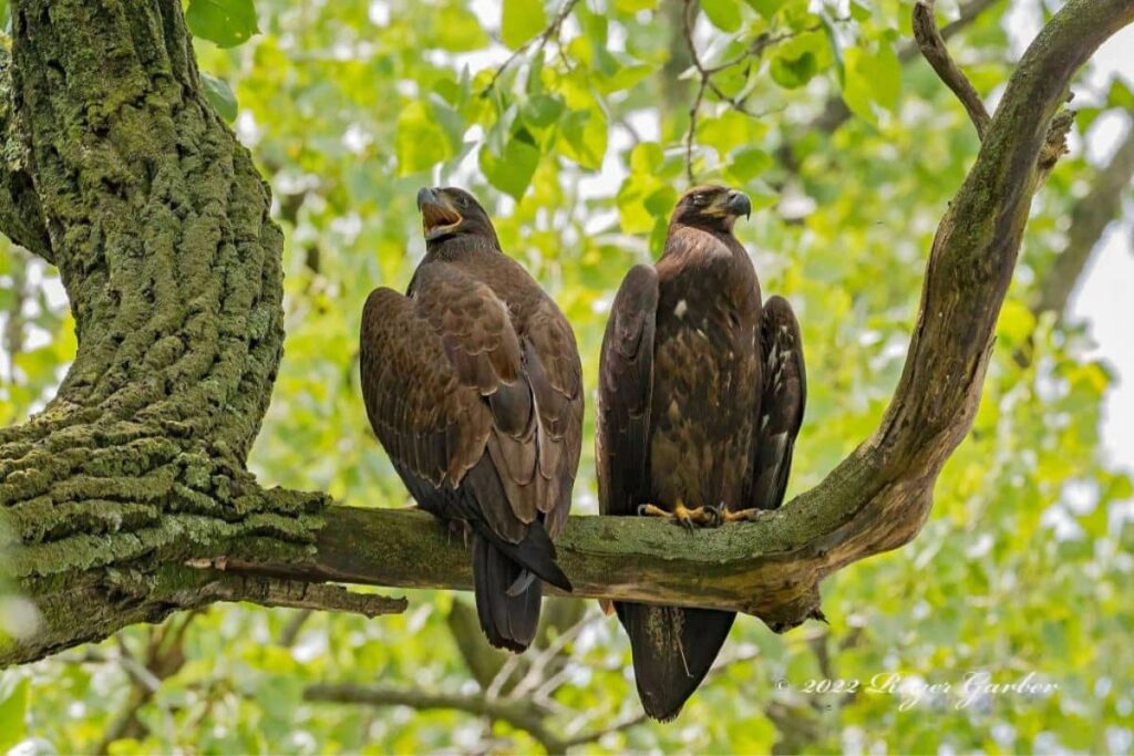 Golden Eagles