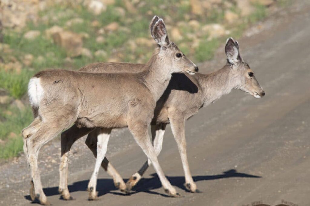 Mule Deer