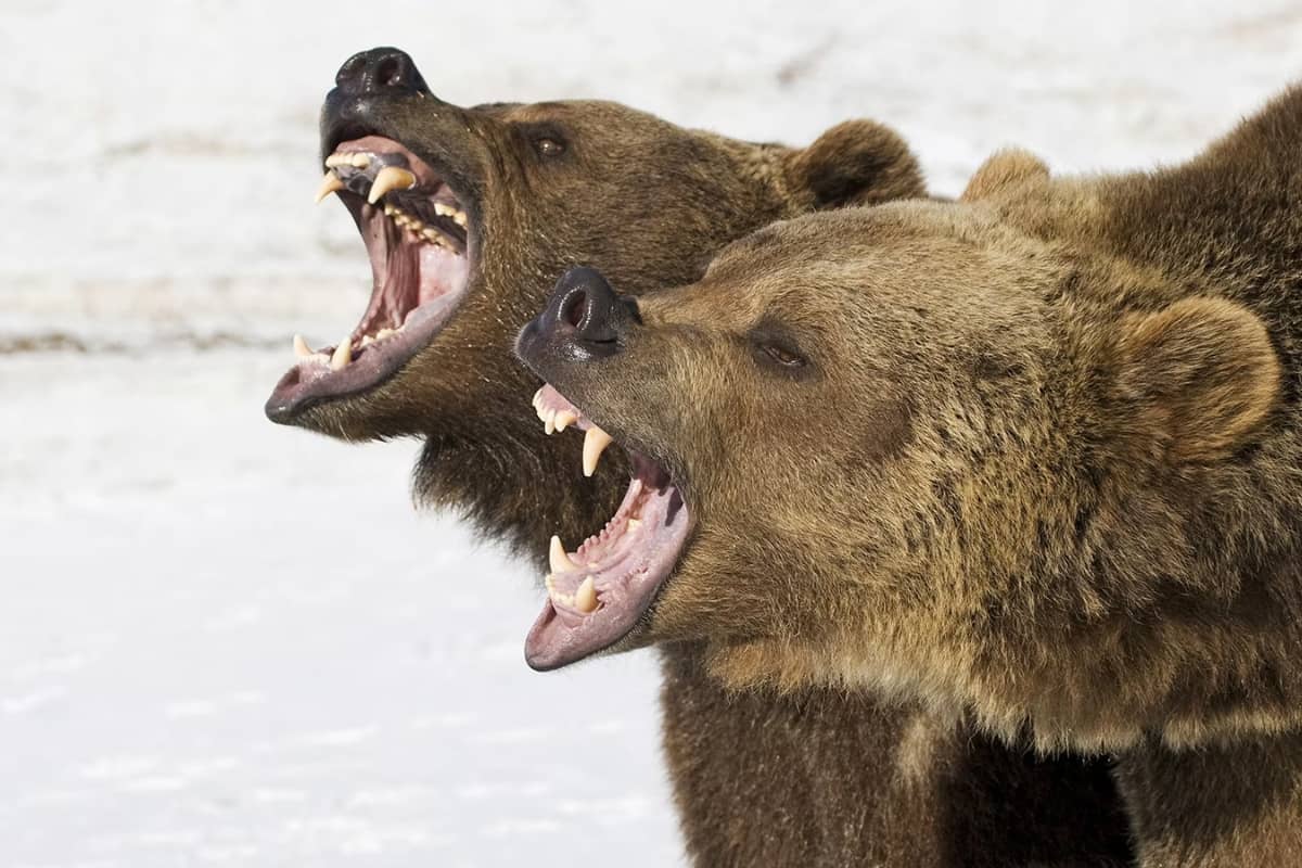 7 Danger Zones on Grand Teton National Park for Tourists