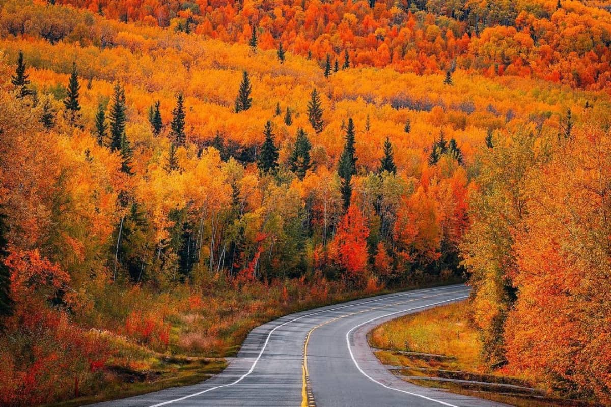 Fall Foliage at Delta Junction