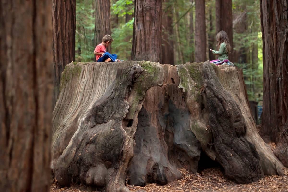 Giants Redwoods State Park