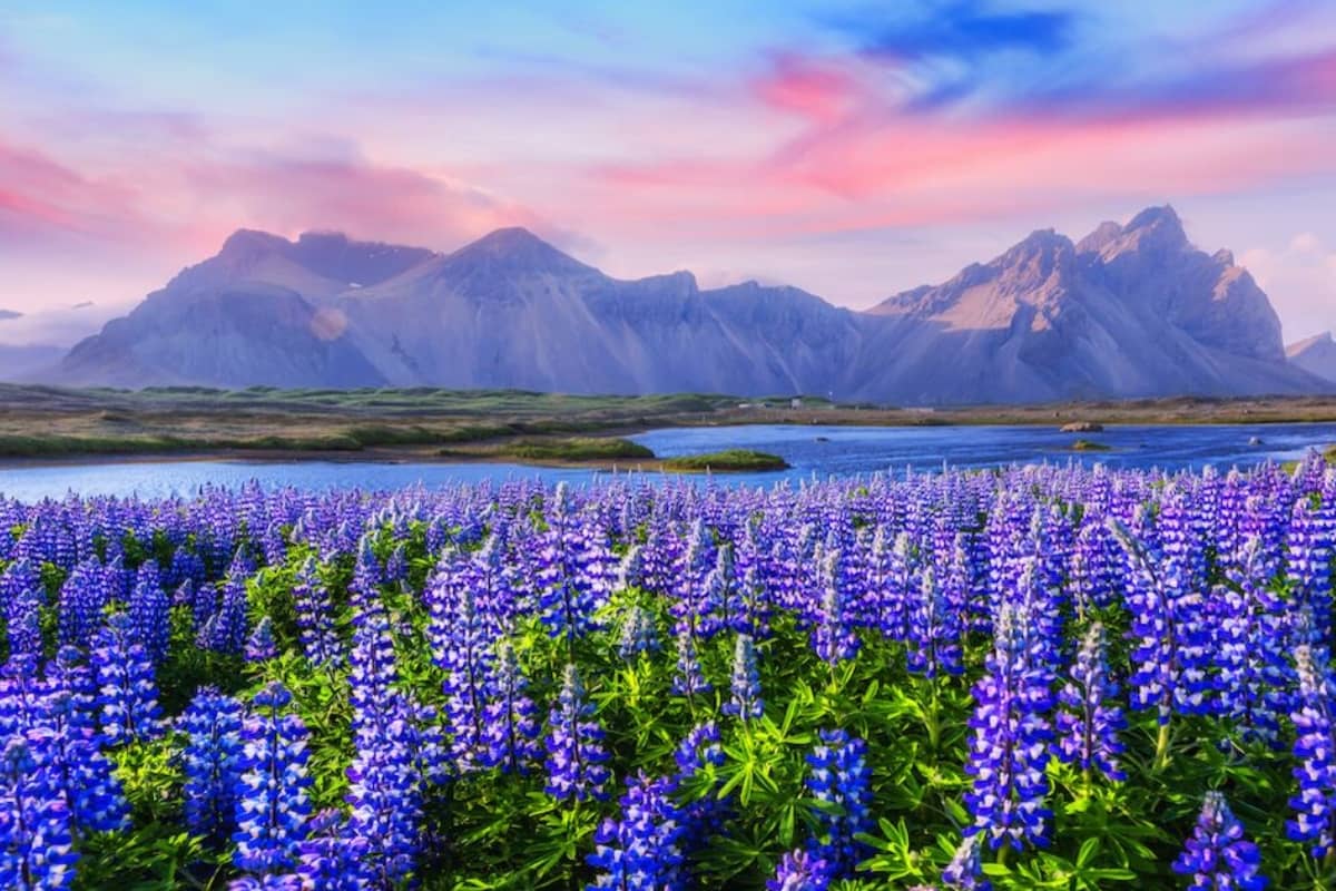 Lupine Fields Near Stokksnes, Iceland