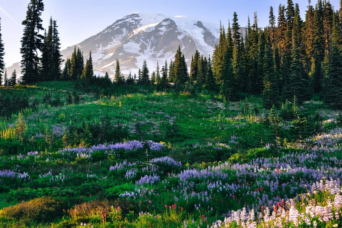 Mount Rainier in Washington