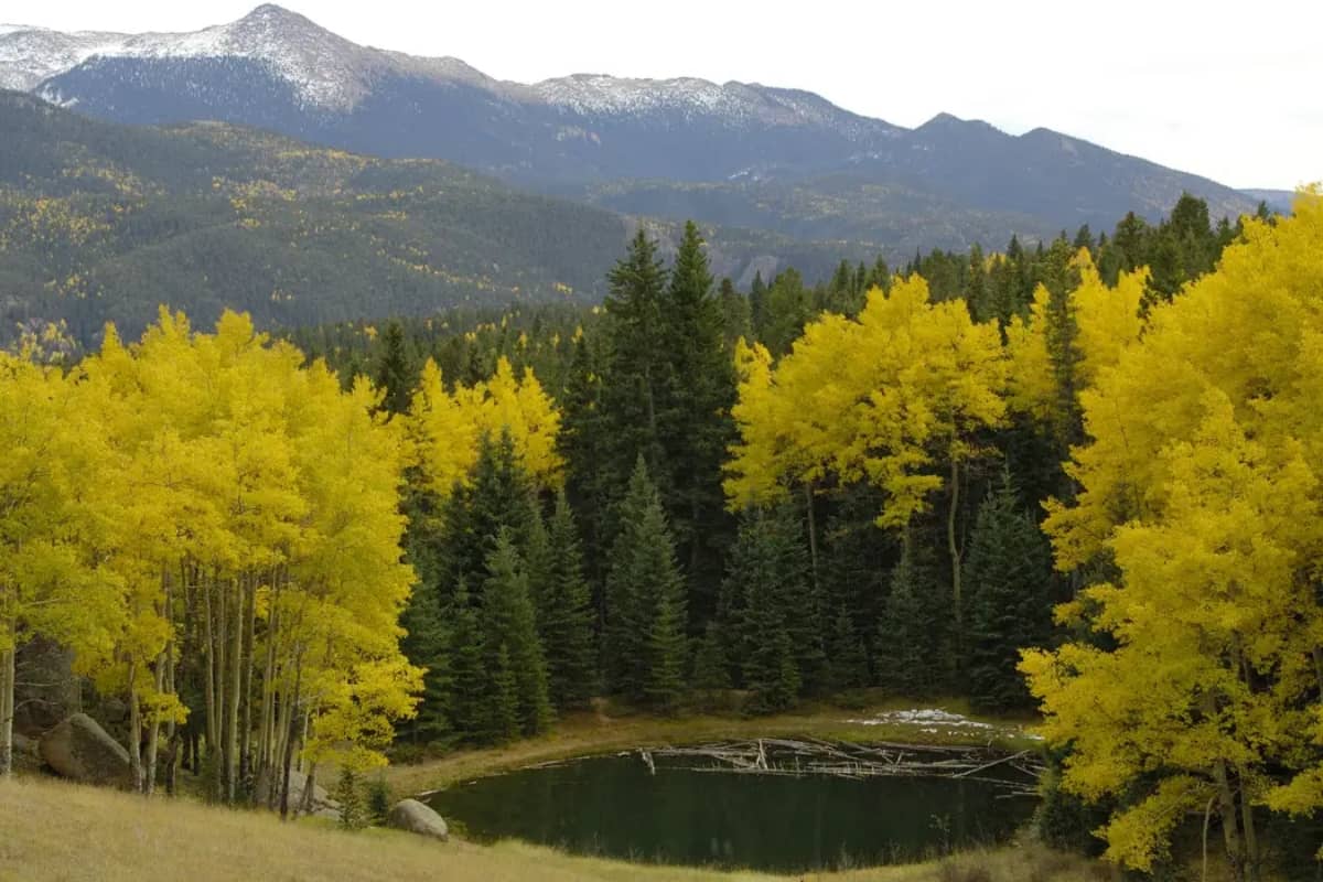 Mueller State Park, Colorado