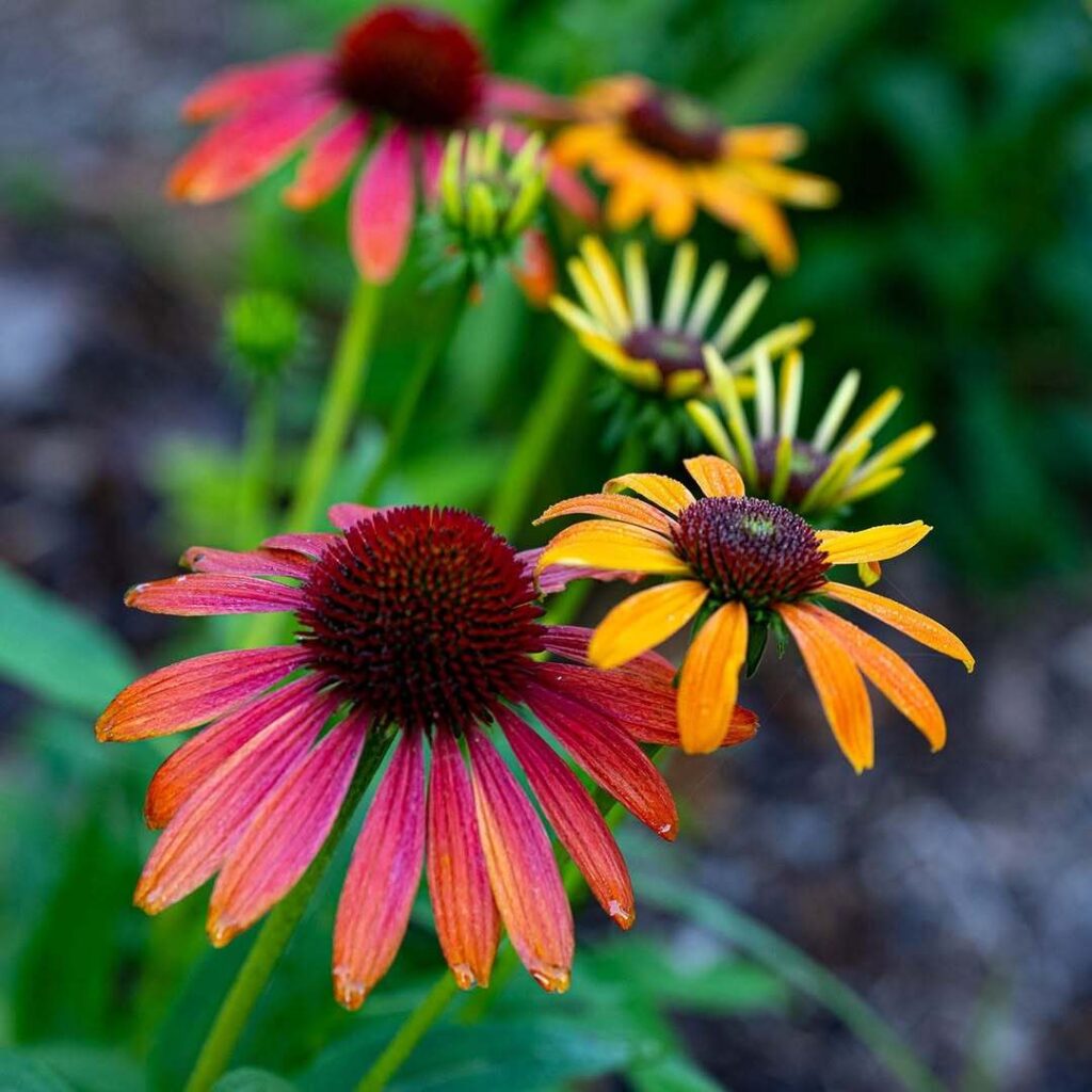 Coastal Georgia Botanical Gardens