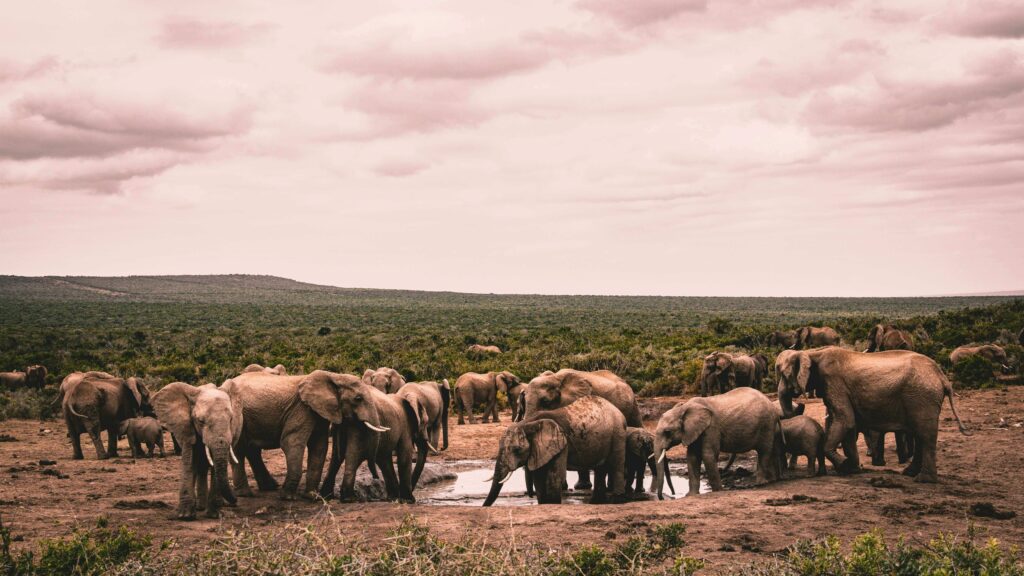 Elephants roaming in Kruger National Park