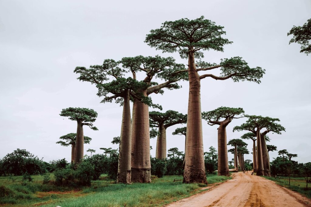 Forest trail in Namoroka National Park