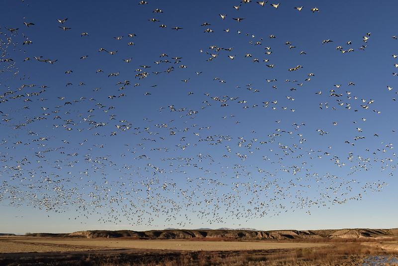 Bosque del Apache National Wildlife Refuge