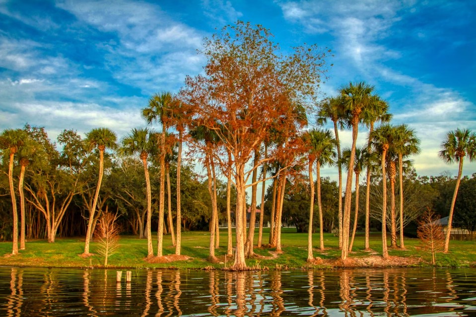 Cypress and palmetto trees lining a tranquil lakeshore in Central Florida.