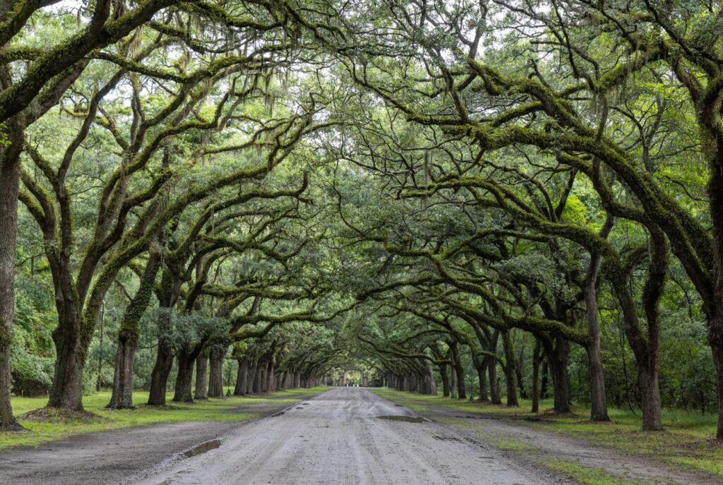 Moss-draped live oaks arching into a timeless tunnel at Wormsloe Historic Site