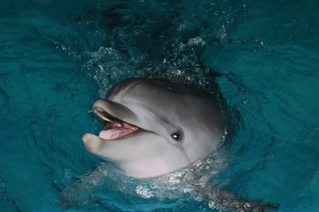 Playful dolphin surfacing through turquoise waters on Captain Derek’s Dolphin Adventures