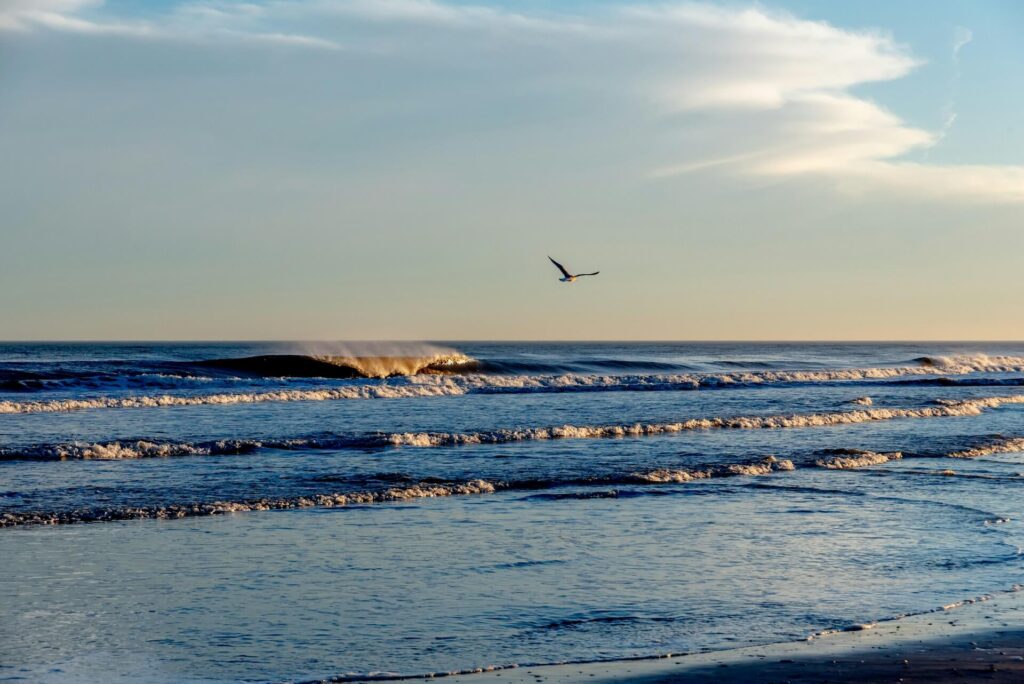 Golden sunrise waves roll into the shore as a seagull soars above Avalon, New Jersey