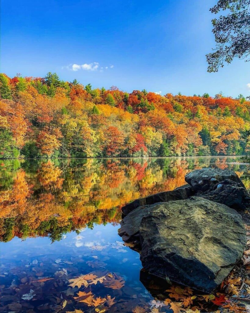 Cook Forest State Park
