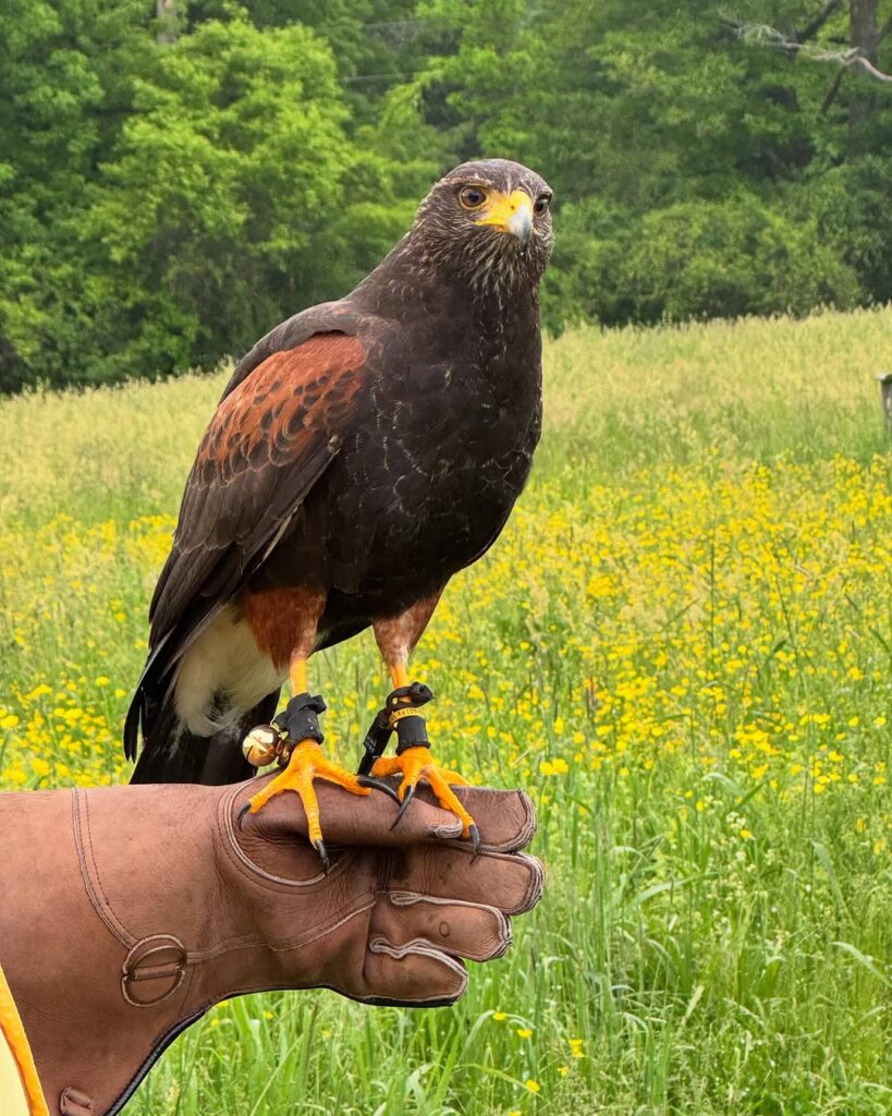 Falconry