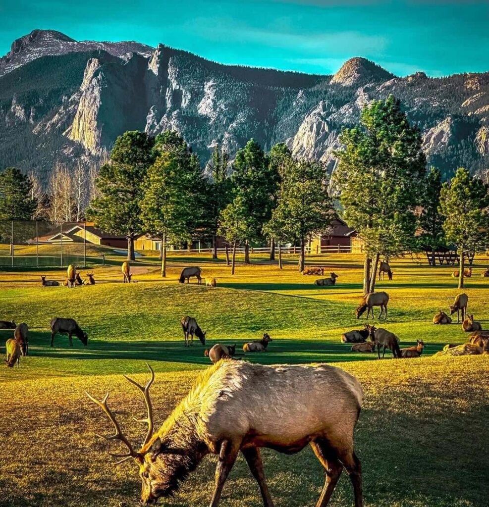 Gorgeous elk in Estes Park
