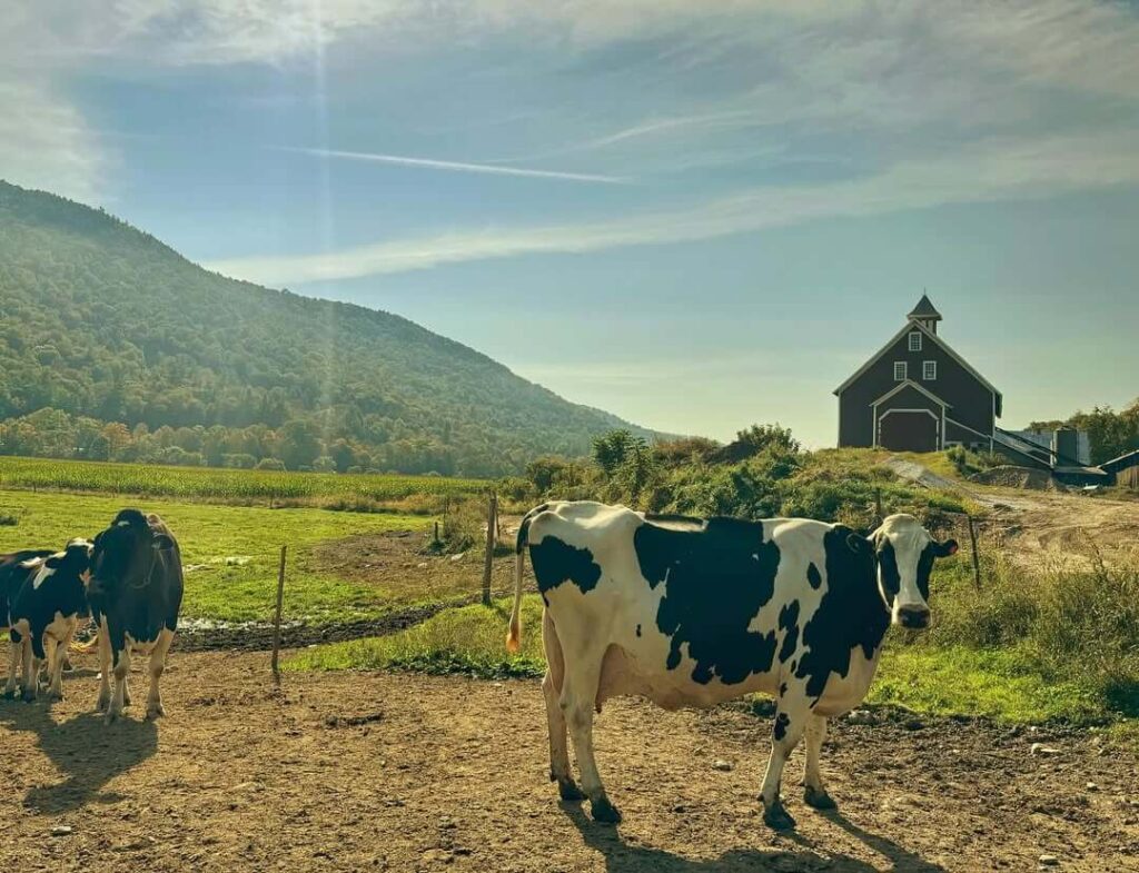 Grazing cattle in the Vermont Countryside
