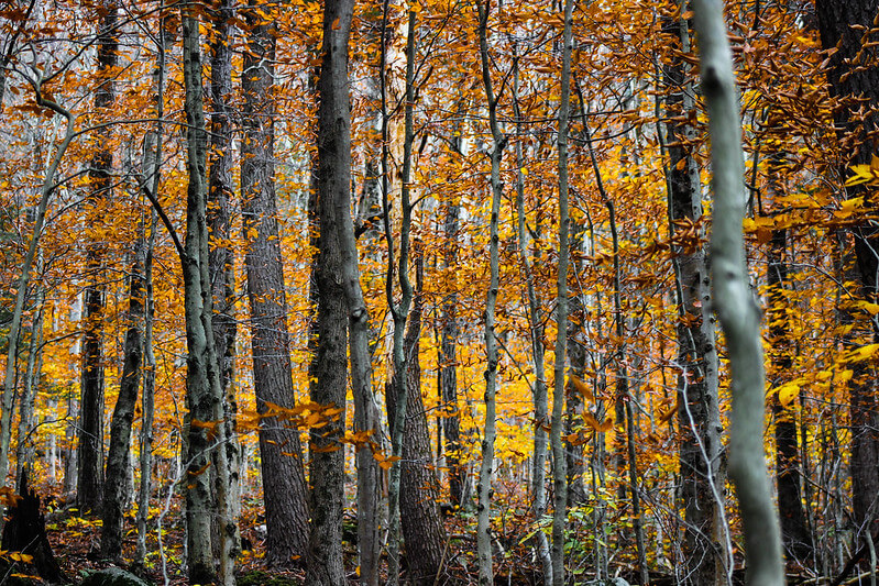 Mohawk Trail State Forest