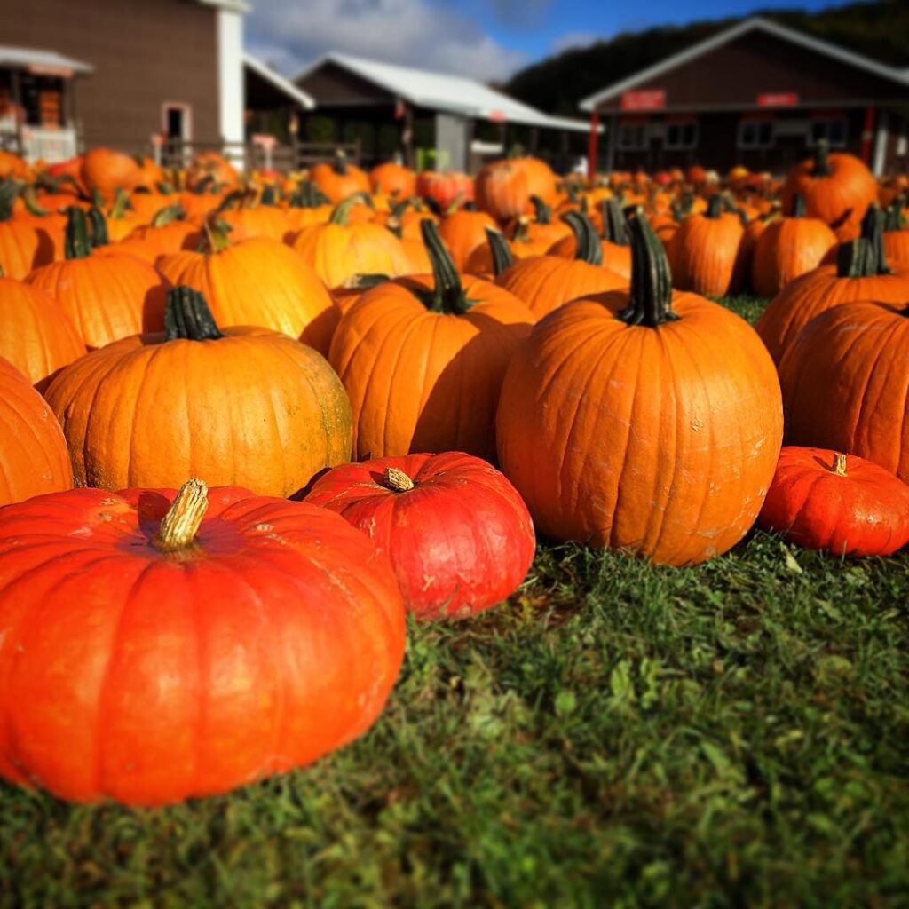 Pumpkinville
