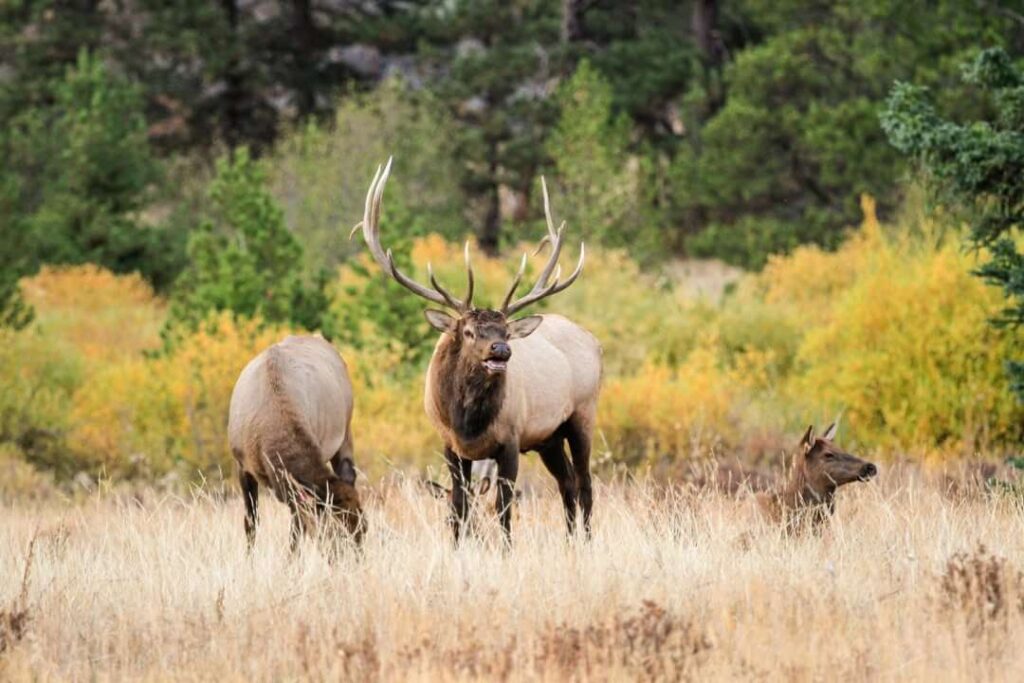 Rocky Mountain elk rut