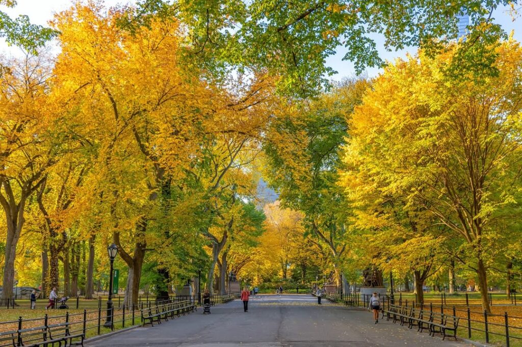 The Mall in Central Park